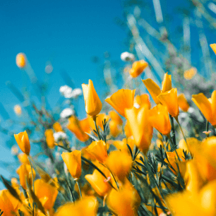 Your Love, Marriage, and Diversity Resource Hub life
